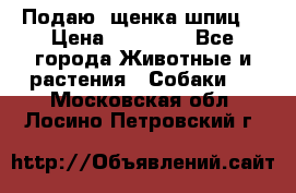 Подаю. щенка шпиц  › Цена ­ 27 000 - Все города Животные и растения » Собаки   . Московская обл.,Лосино-Петровский г.